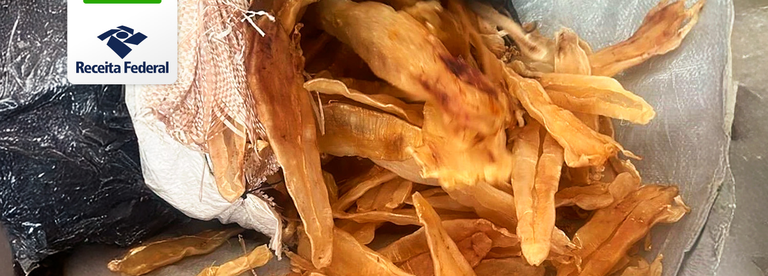 Receita Federal e Ibama apreendem carga de  bexigas natatórias, também conhecidas como 